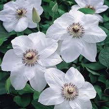 Image result for Clematis commutata