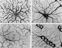Comprised of nervous tissue outside the cns. Nervous Tissue An Overview Sciencedirect Topics
