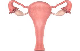 Uterine cancer begins in the uterus, the organ that carries a developing fetus during pregnancy; Enlarged Uterus Causes Symptoms And Treatment