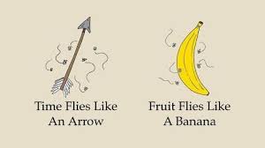 Time Flies Like An Arrow Fruit Flies Like A Banana Pun Time Flies Like An Arrow Fruit Flies Like A Banana Fruit Flies Image Quotes Senior Quotes