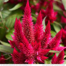 New Annuals For 2016 Annual Plants Container Flowers Unusual Flowers