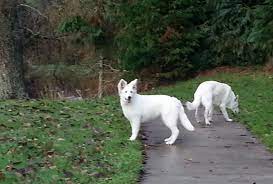 Contact us today and start an exciting journey. Breeders