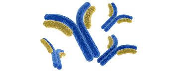 Marburg virus disease dey enta pipo body from fruit bats and e dey spread among human beings through di transmission of bodily fluids. Researchers Develop Marburg Virus Treatment Effective Five Days After Infection Mapp Biopharmaceutical Inc Mapp Biopharmaceutical Inc