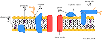 Maybe you would like to learn more about one of these? Cell Biology