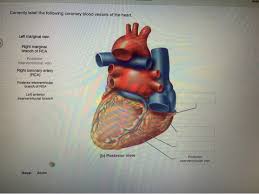 Torso with the heart and blood vessels labeled. Solved Help Correctly Label The Following Coronary Blood Chegg Com