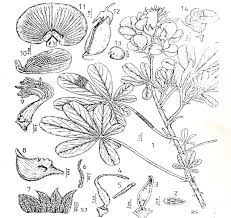 Image result for Crotalaria bernieri