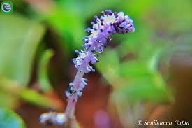 Image result for Aponogetonaceae