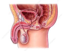 External Urethral Meatus Keyword Search Science Photo Library