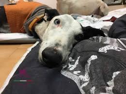 Più di un milione di annunci di case e appartamenti in vendita o affitto. Il Triste Destino Dei Galgos Spagnoli I Cani Levrieri Costretti A Correre E Poi Uccisi Corriere It