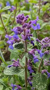 Image result for Nepeta
