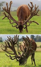 A World Record For A Red Stags Antlers In New Zealand Cute Animals Animals Unusual Animals