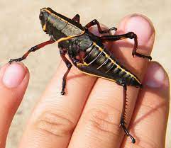 Black and yellow grasshopper florida. Eastern Lubber Grasshopper What S That Bug