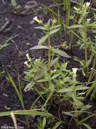 Image result for Hippocratea graciliflora