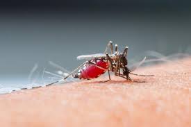 Like other picaridin formulations, it's safe to spray on clothing as well. How To Keep Mosquitoes Other Annoying Bugs Away From Your Campfire Or Backyard Fire Pit Camping Wonderhowto