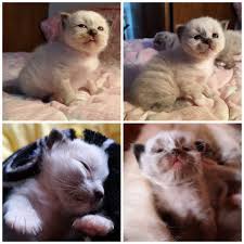 There Are Two Means Of Refuge From The Misery Of Life Music And Cats