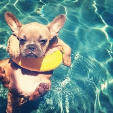 Bring your dog, grab a shampoo and wash the dirt away. Tick Prevention For Cats