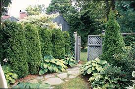 And i especially love big giant shade trees. Fast Growing Shade Trees Fast Growing Shade Trees Shade Trees Fast Growing Trees