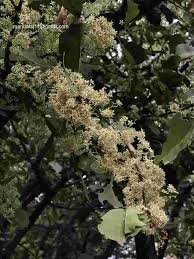 Image result for Gymnosporia senegalensis