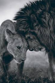 Black And White Lion And Lioness Pictures Cuties Animals Lions Animals Beautiful