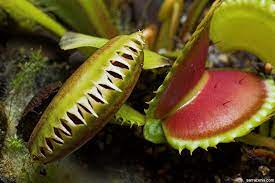 The Carnivorous Plant Faq Exactly How Do I Feed My Venus Flytrap
