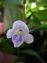 Image result for Microcharis welwitschii