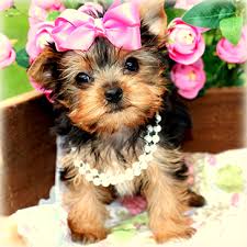 We did not find results for: Yorkshire Terrier Puppies For Sale Princess Puppies