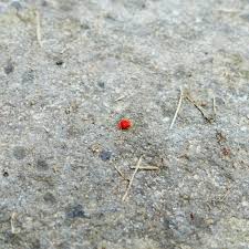 Bugs may creep onto building establishments in expansive numbers and they might be seen inside amid the spring. How To Get Rid Of Clover Mites Naturally Home And Garden Bugwiz