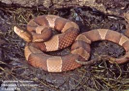 We did not find results for: Agkistrodon Laticinctus The Reptile Database