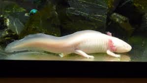Bildergebnis für axolotl