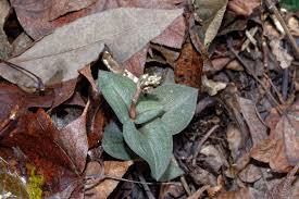 Image result for Cheirostylis