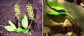 Image result for Eulophia