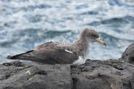 Image result for Dissotis caloneura