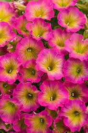 Supertunia Daybreak Charm Petunia Hybrid Petunia Flower Annual Flowers Container Flowers