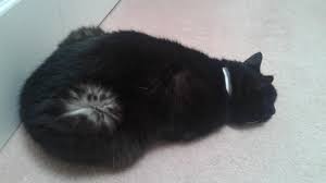 If a solid black cat mates a 'silver' cat the kittens will be smoke. My Cat S Fur Is Black On Top And White On The Bottom Mildlyinteresting