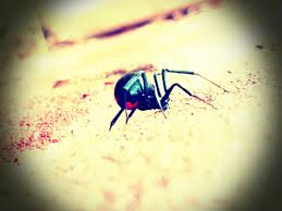 The babies feed on the legs of the mother and eventually they feed on her body and the mother dies. Black Widow Spiders Facts Extermination Information