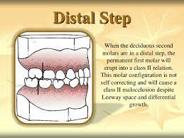 Check spelling or type a new query. Development Of Occlusion