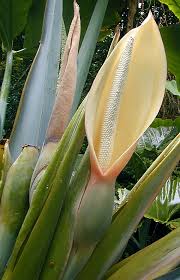 Image result for Araceae