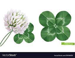 Pin On Buyser Plants