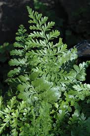 Image result for Asplenium gemmiferum