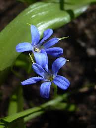 Image result for Tecophilaeaceae