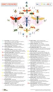 Pin On Insects And Bugs