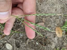 Image result for Digitaria diagonalis