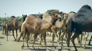 Yuma, az real estate & homes for sale. Camel Milk Farm Al Ain Farms Youtube