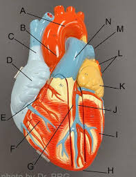 Located between the left and right ventricles are two additional sulci that are not as deep as the coronary sulcus. Identify The Heart Structure And Blood Vessels Chegg Com