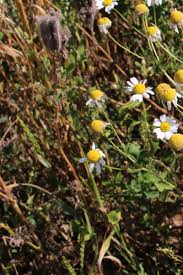 Some perennial flowers bloom from late spring to early autumn, which means your garden will be lit up in colour to prolong the flowering period of summer plants, cut back, pinch and deadhead when necessary and ensure regular irrigation during lengthy dry periods. When To Cut Back Perennials In The Fall And How To Do It