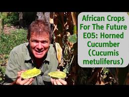 Image result for Cucumis metuliferus