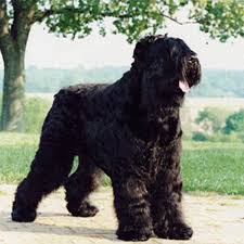 Take advantage of our puppymatch service or simply browse our massive directory of dog breeds, dog breeders and puppy for sale listings. Black Russian Terrier Dog Breed Information
