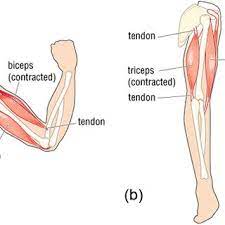Learn vocabulary, terms and more with flashcards, games and other study tools. 1 Overview Of Muscles In The Human Arm Back Front View Download Scientific Diagram