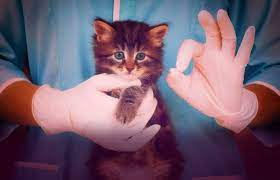 gipoallergennye koshki sushestvuyut pravda ili vymysel koshki kotyata belye koshki