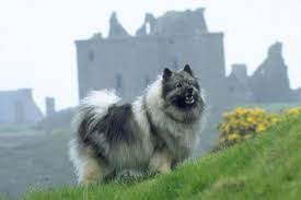Keeshond Puppies For Sale Puppy Breed Info Keeshond Puppy Keeshond Dog Keeshond